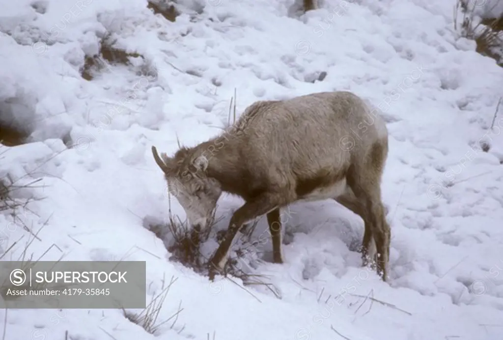 Bighorn Sheep (Ovis canadensis) Foraging in Snow/Yellowstone