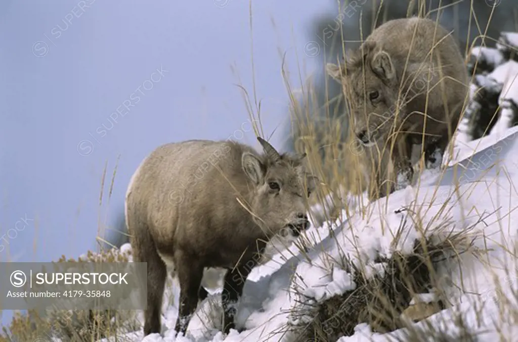 Young Bighorn Sheep on snowy Hillside (Ovis canadensis), Yellowstone NP, Wyoming. eating