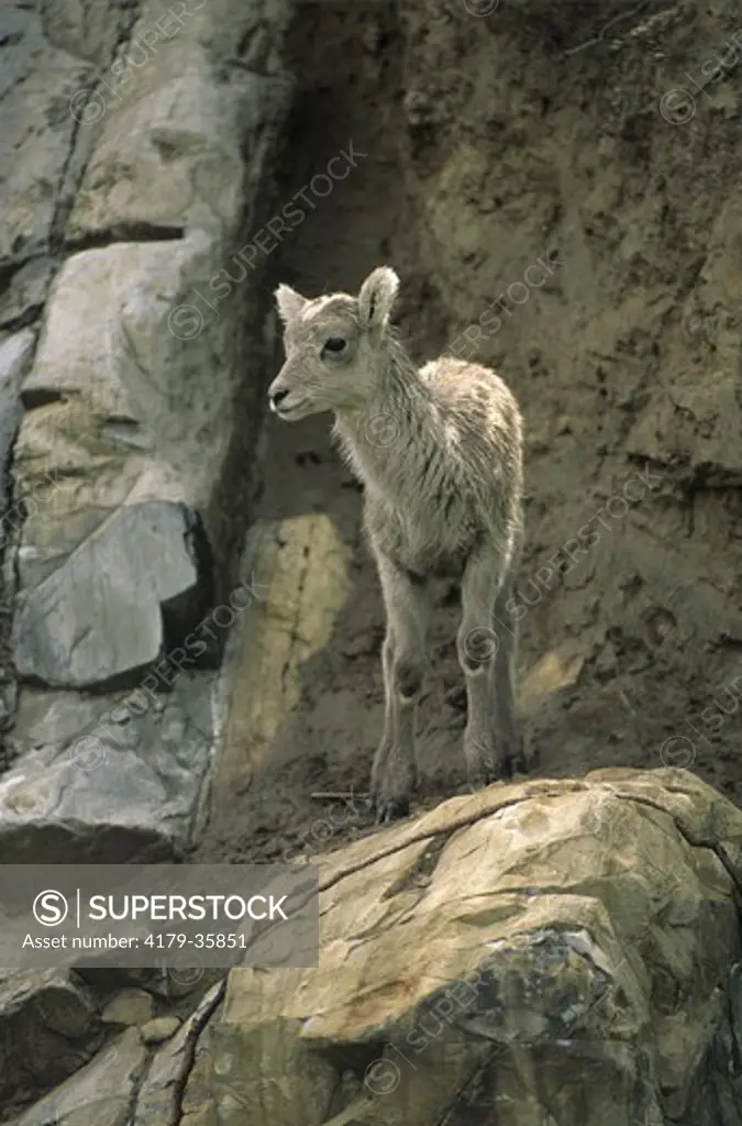 Bighorn Sheep (Ovis canadensis) Lamb, Jasper NP, Alberta, Canada