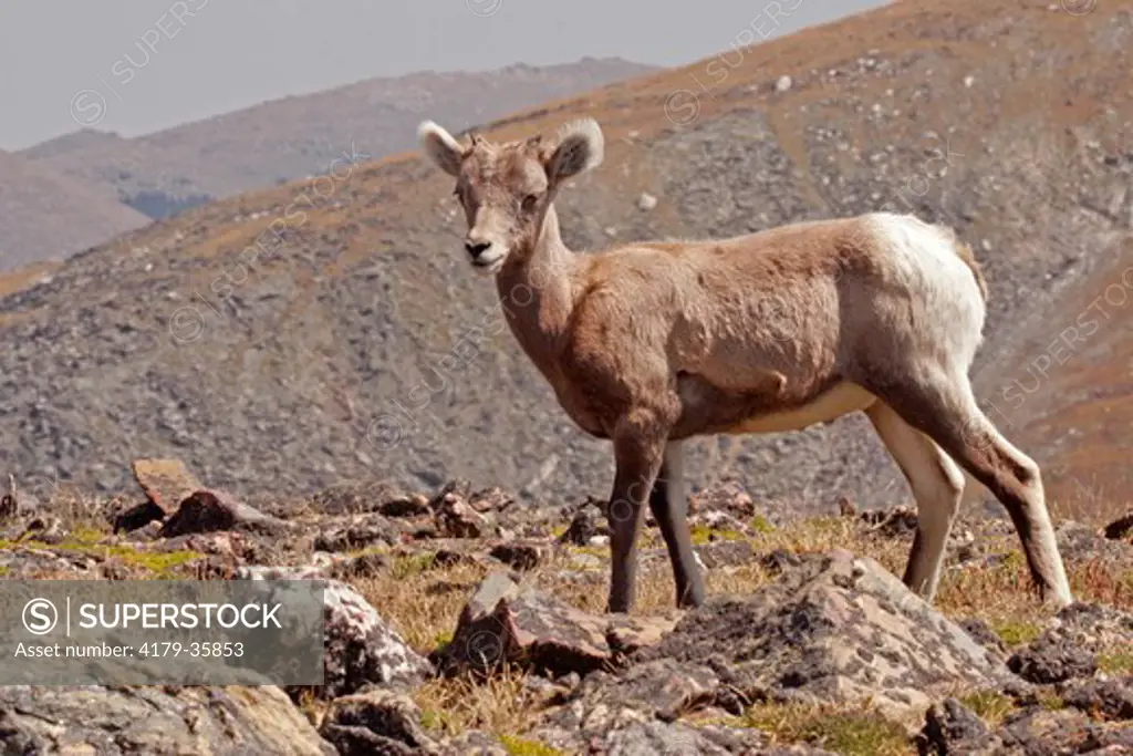 Bighorn lamb (Ovis canadensis) on the Continental Divide, Rocky Mtn Nat'l Park, CO