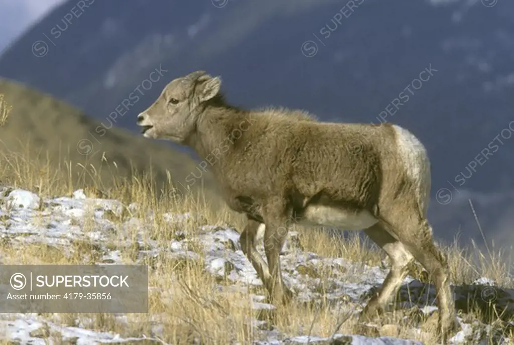 Bighorn Lamb (Ovis canadensis)  M6157 Gallatin NF, MT in November