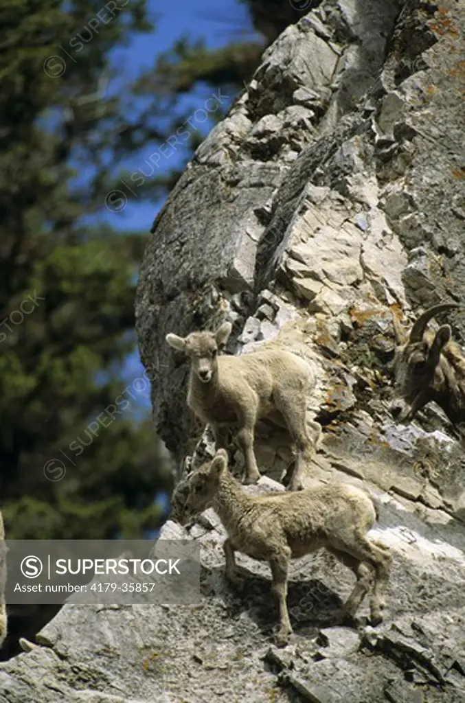 Bighorn Sheep Lambs (Ovis canadensis) Glacier NP, Montana