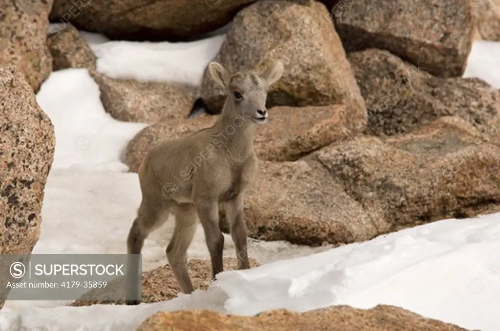 A newborn Bighorn Sheep Lamb explores the snowy Summit of Mt Evans Wilderness Area, CO 6/6/2005 Ovis canadensis