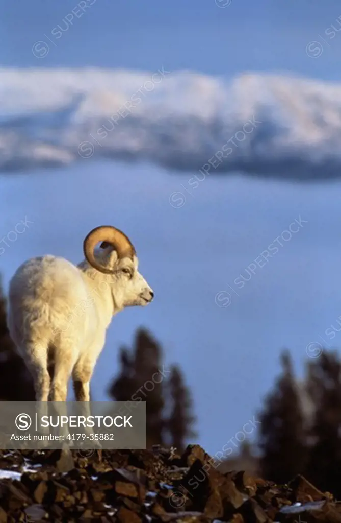 Dall Sheep Ram (Ovis dalli)  Yukon Canada