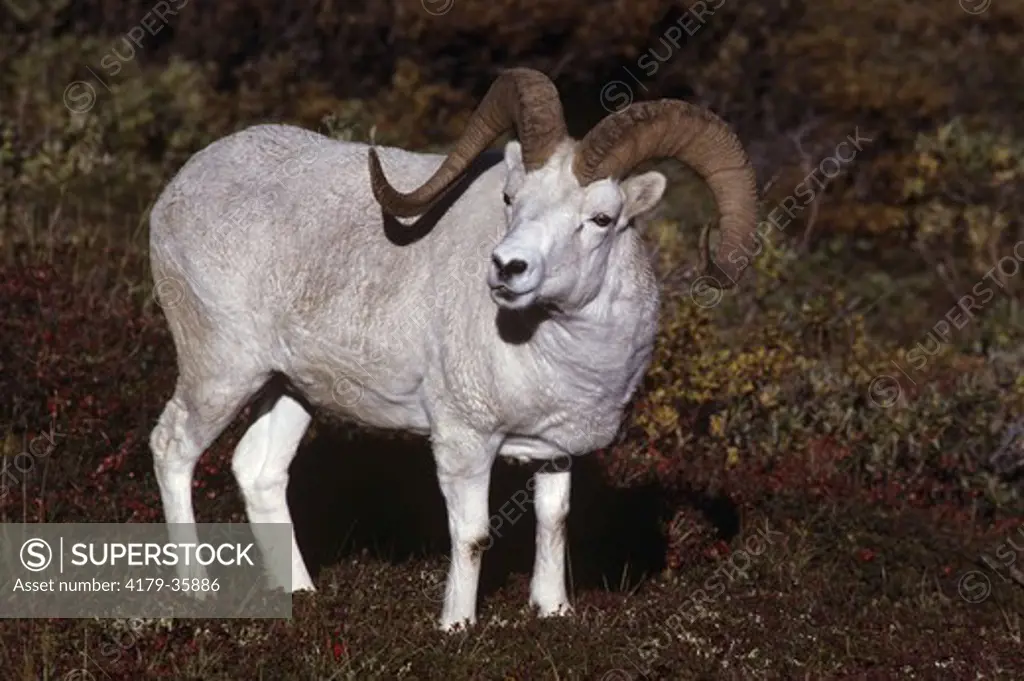 Dall Sheep Ram in Tundra (Ovis dalli) McKinley, AK
