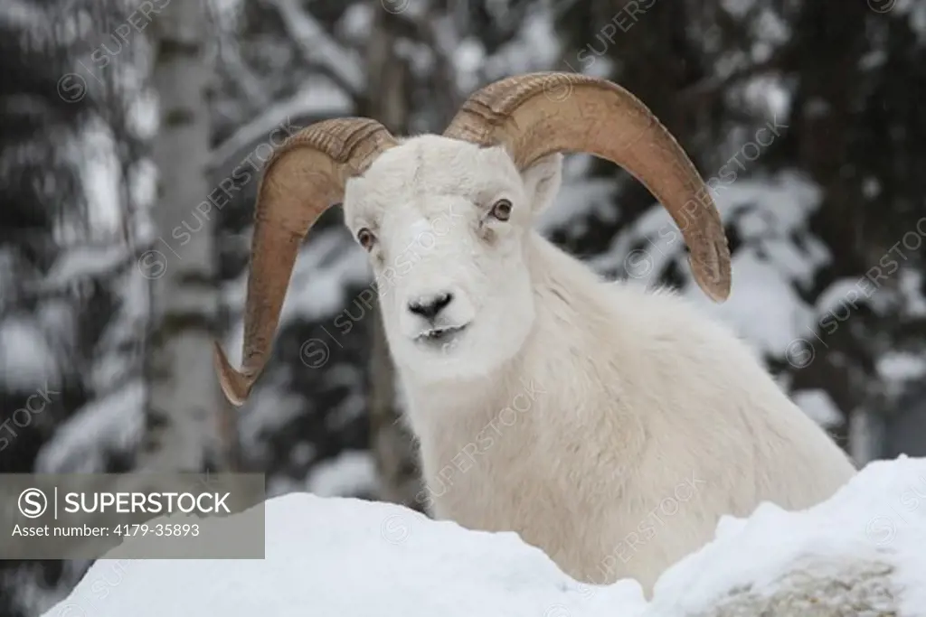 Dall Sheep (Ovis dalli) in Winter