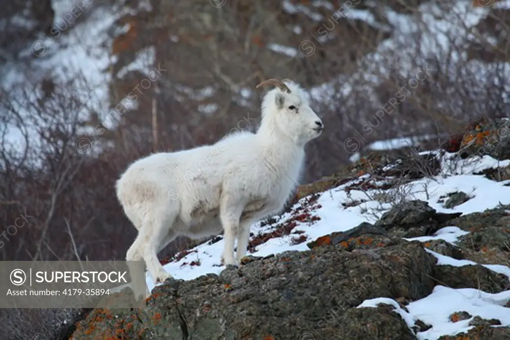 Dall Sheep (Ovis dalli) in winter, Alaska