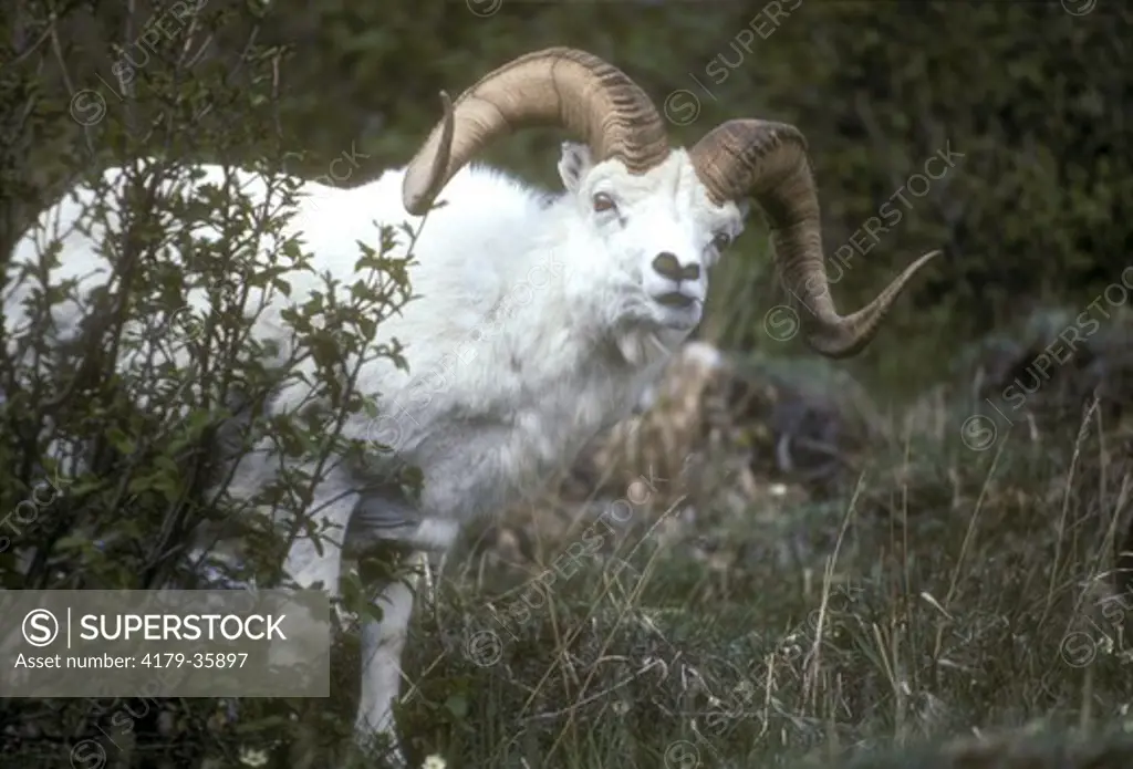 Supreb Dall's Sheep Ram