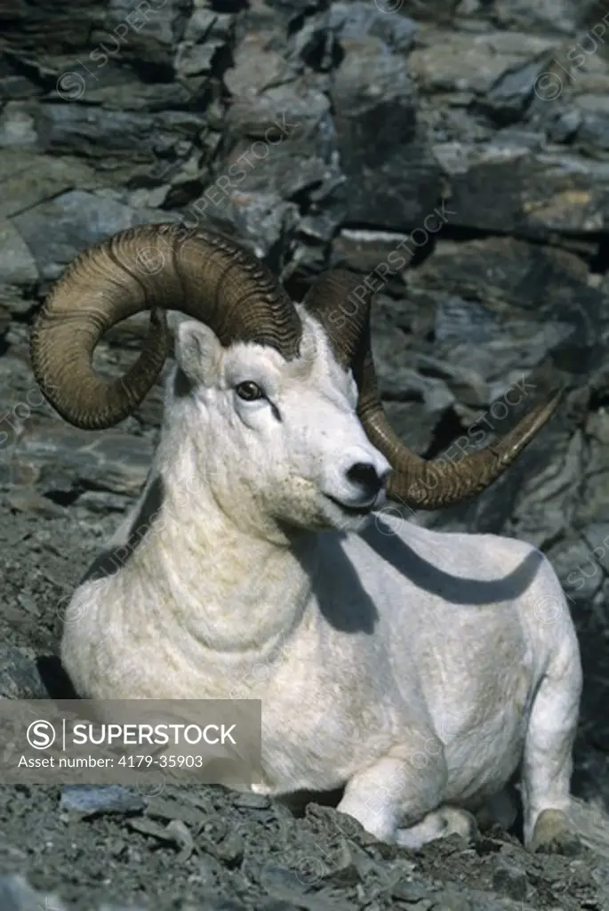 Superb Dall's Sheep Ram