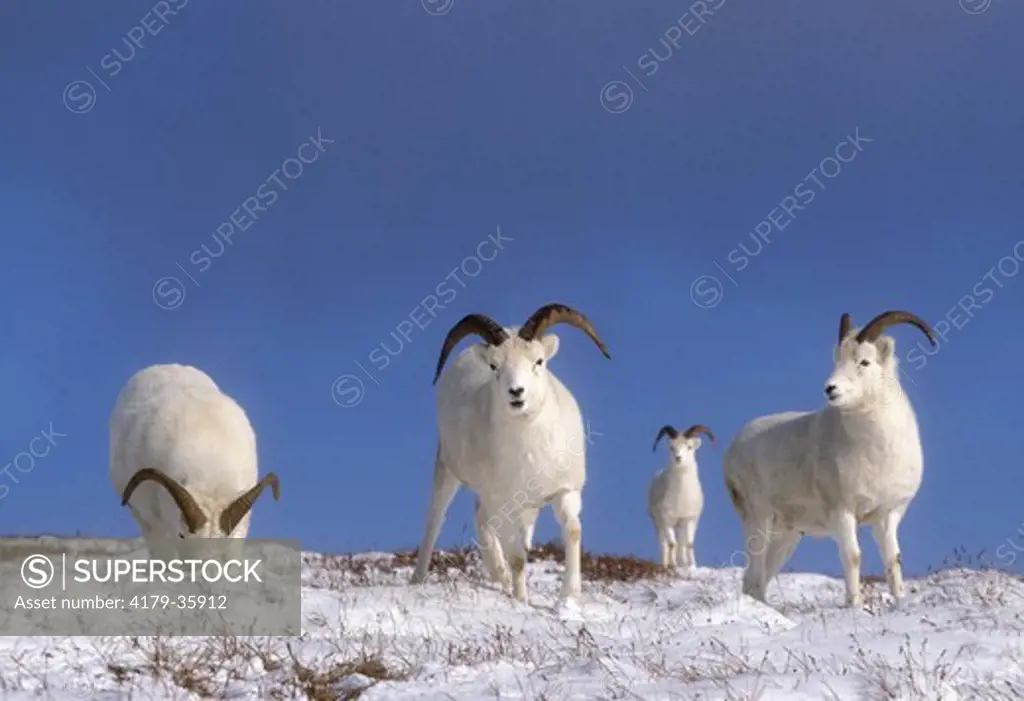 Dall's Sheep (Ovis dalli)