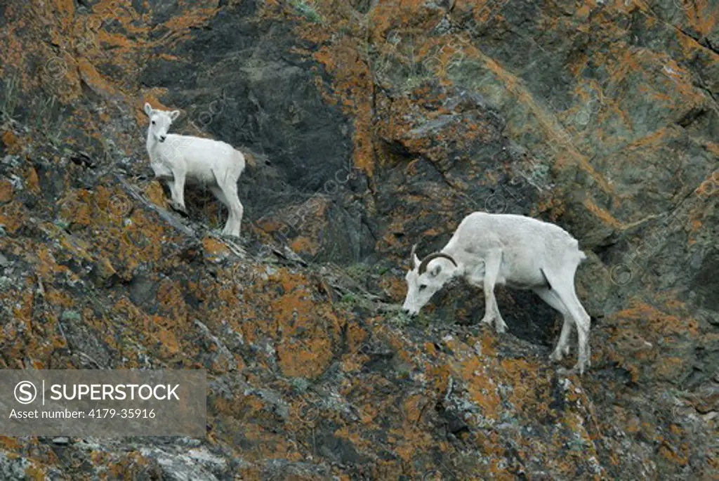 Dall Sheep (Ovis dalli) Windy Point along Turnagain Arm Alaska