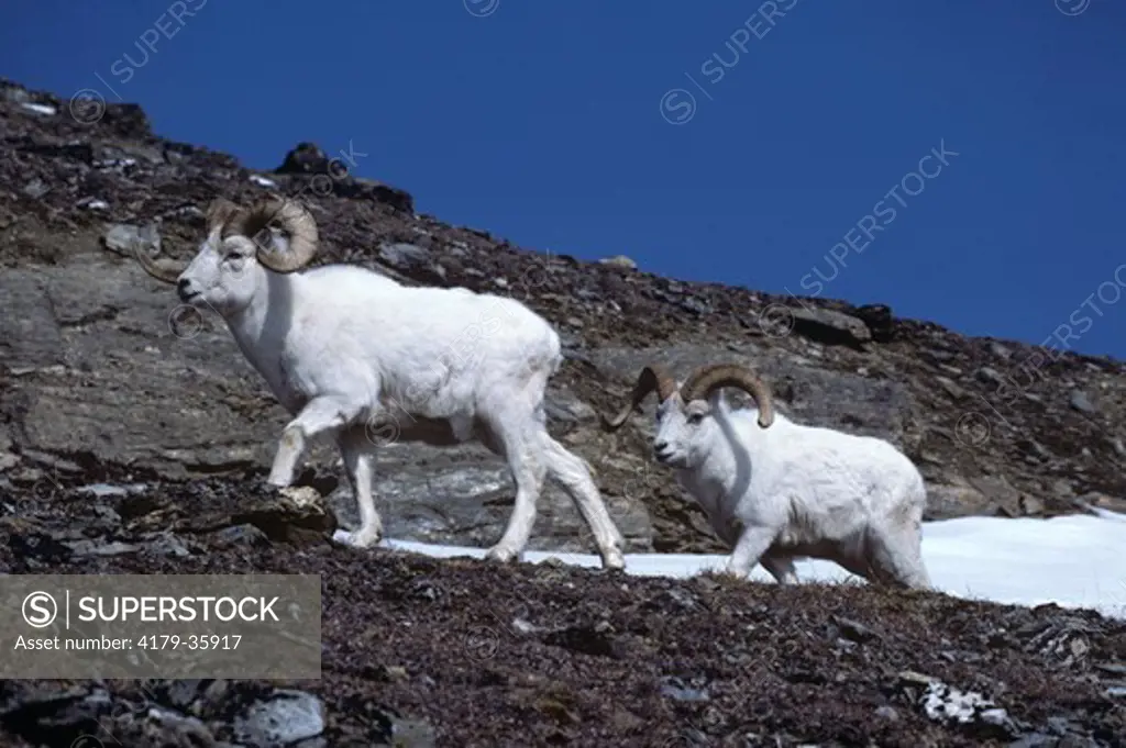 Dall Sheep (Ovis dalli) Dominant Rams, Denali NP, Alaska