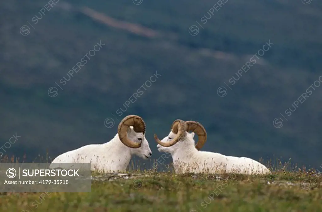 Dall Sheep, 2 Rams lying down (Ovis dalli dalli), Denali NP, Alaska