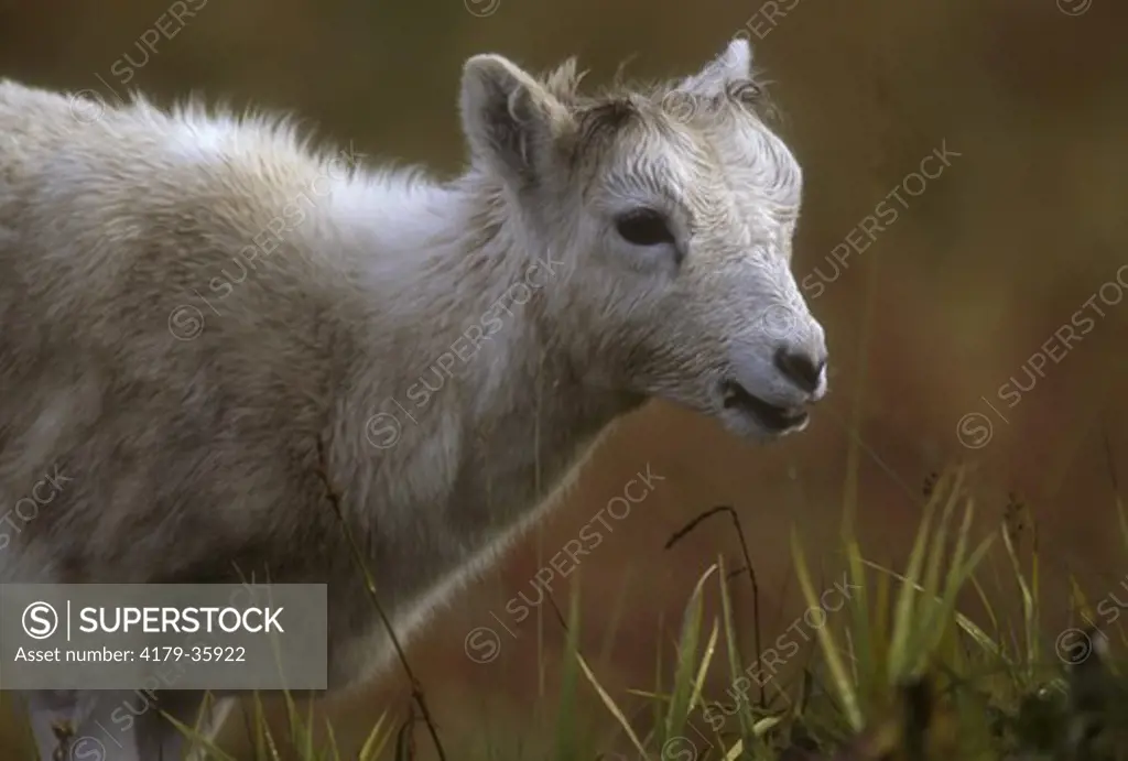 Dall Sheep, Spring Lamb in Autumn Tundra, N. Slope, AK