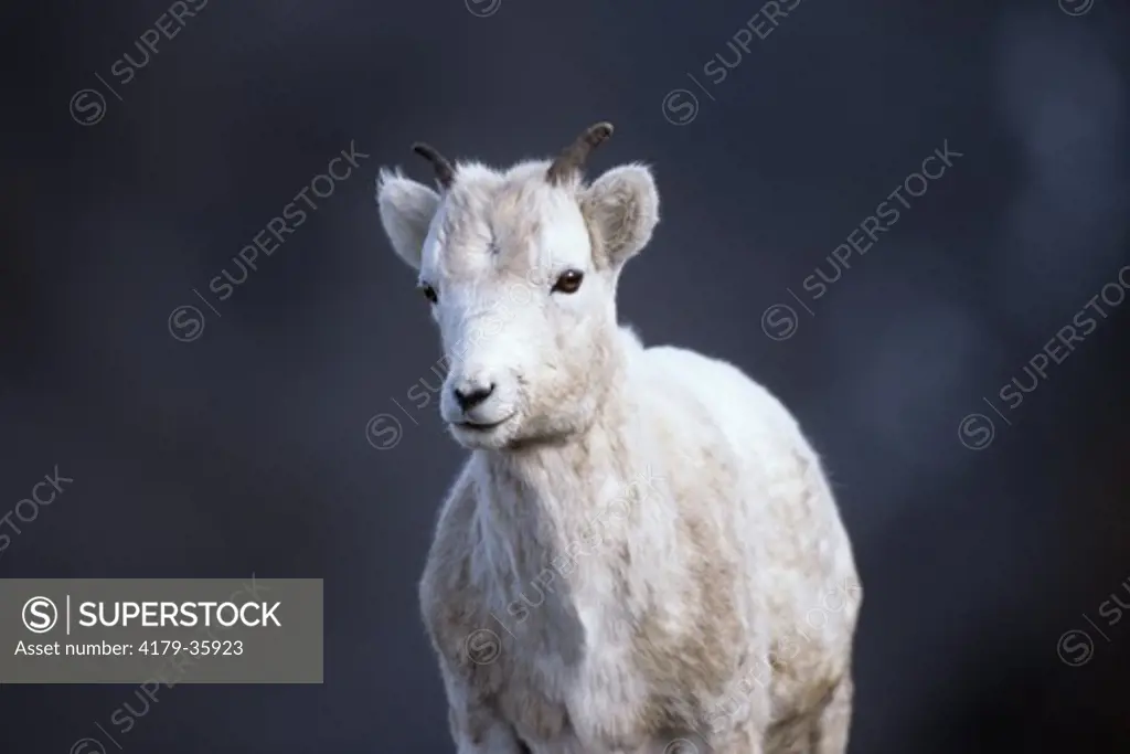 Dall Sheep, Spring Lamb in Autumn Tundra, N. Slope, AK