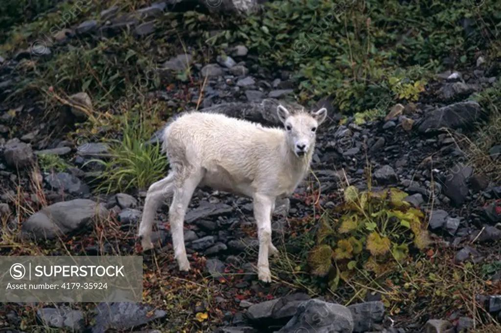 Dall Sheep, Lamb in Autumn Tundra, N. Slope, AK