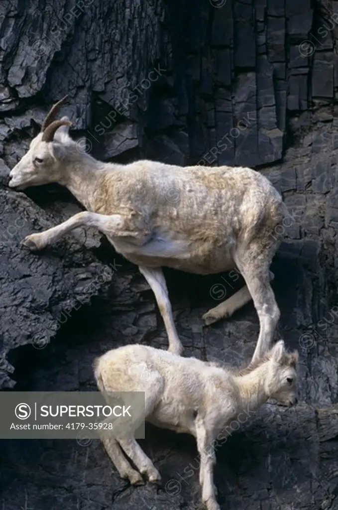 Dall Sheep, Ewe and Lamb licking Minerals in Rock Face, N. Slope, AK