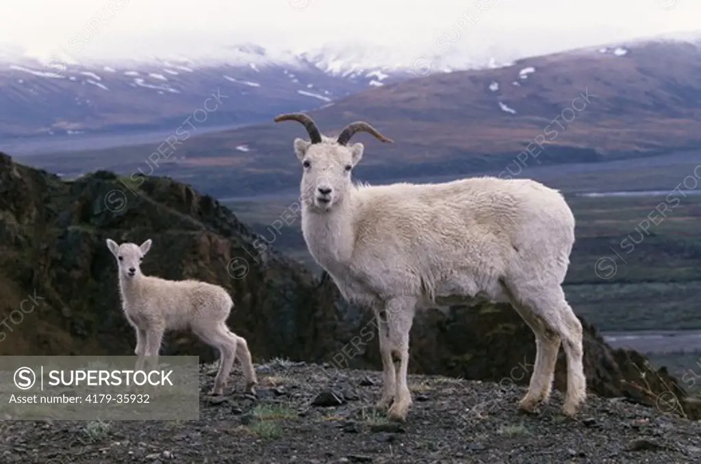 Dall Sheep with young (Ovis dalli dalli) Denali National Park, Alaska