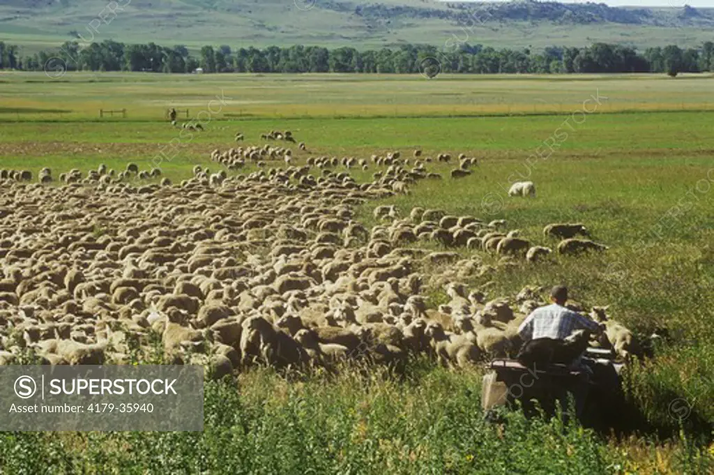 Modern Day Sheep Herding uses ATVs, Absaroka Front, Sweet Grass Co., MT