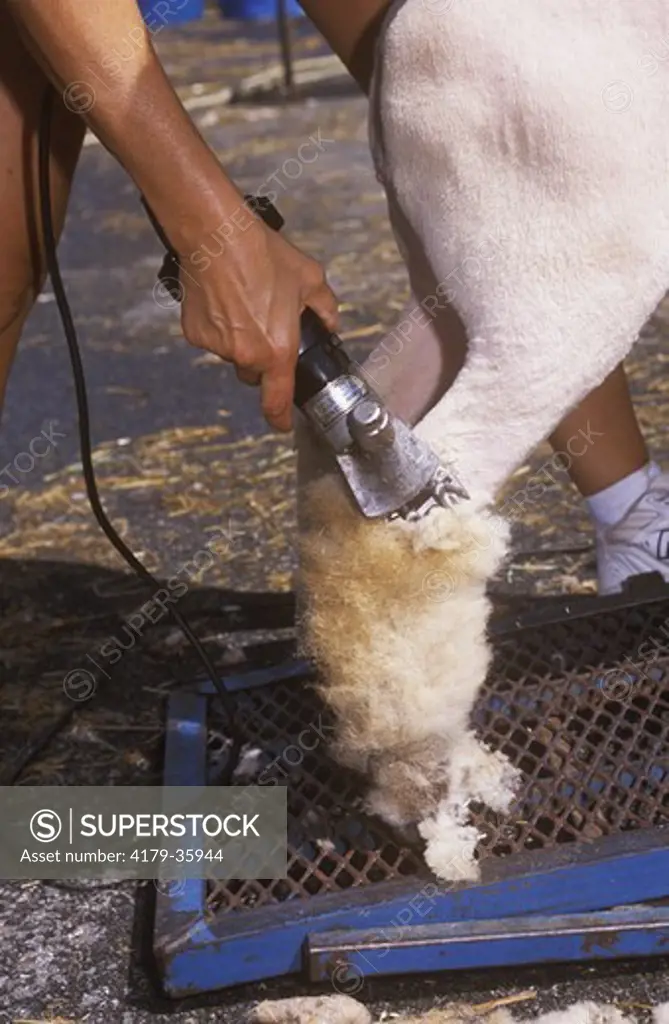 Shearing Sheep Leg, Dutchess County Fair, New York