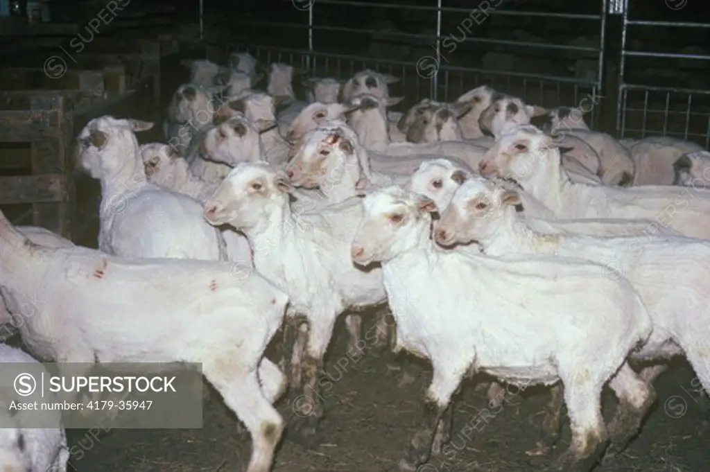 Sheared Rambouillet Sheep West South Dakota