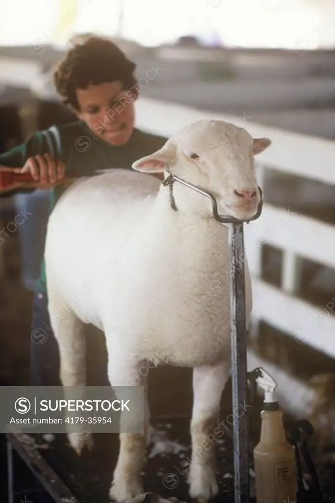 Dorset Sheep 4-H'er trims his prize sheep for show Dutchess County Fair