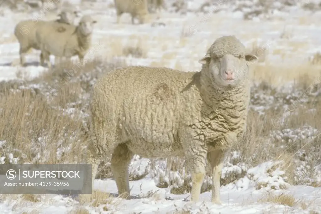 Merino Sheep in Winter WY