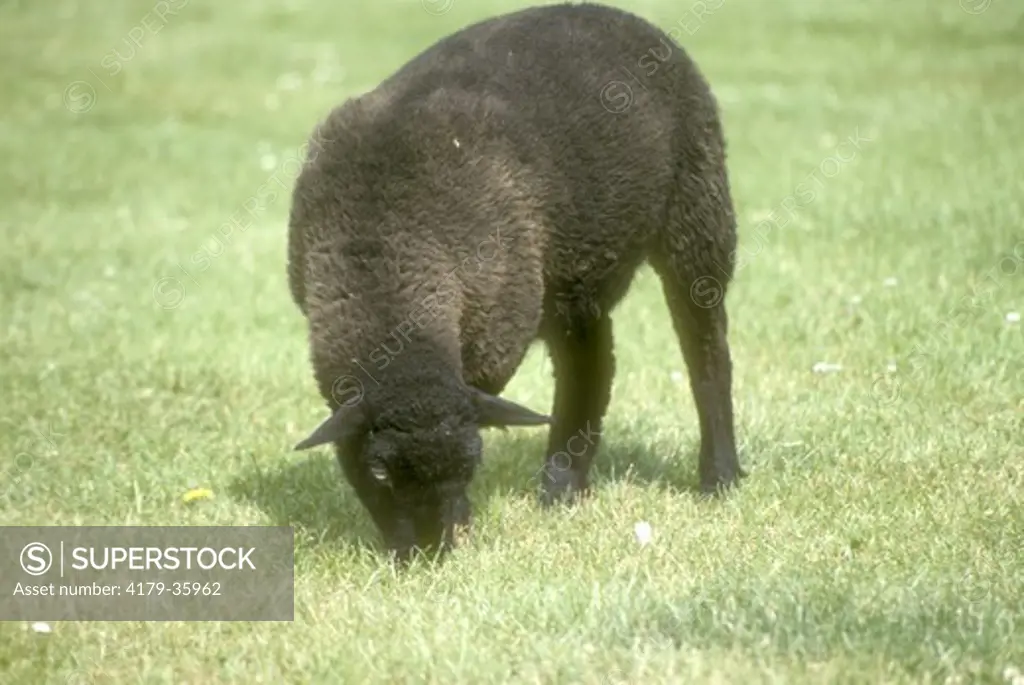 Welsh Black Mountain Sheep Yorkshire, England