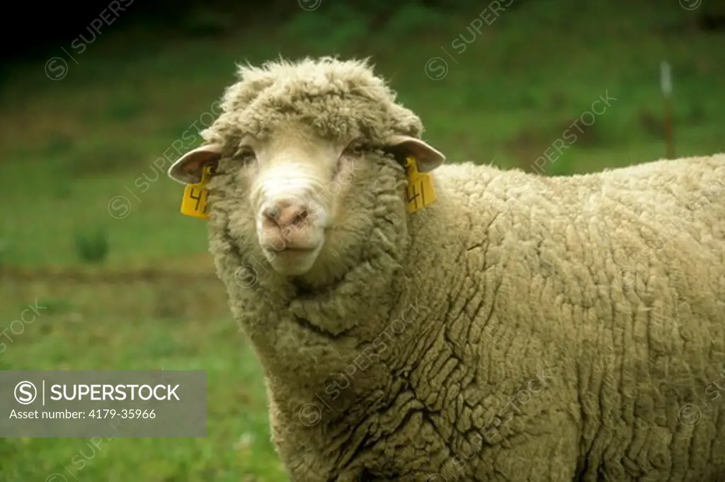White-faced Sheep (Ovis aries) U.C. Hopland