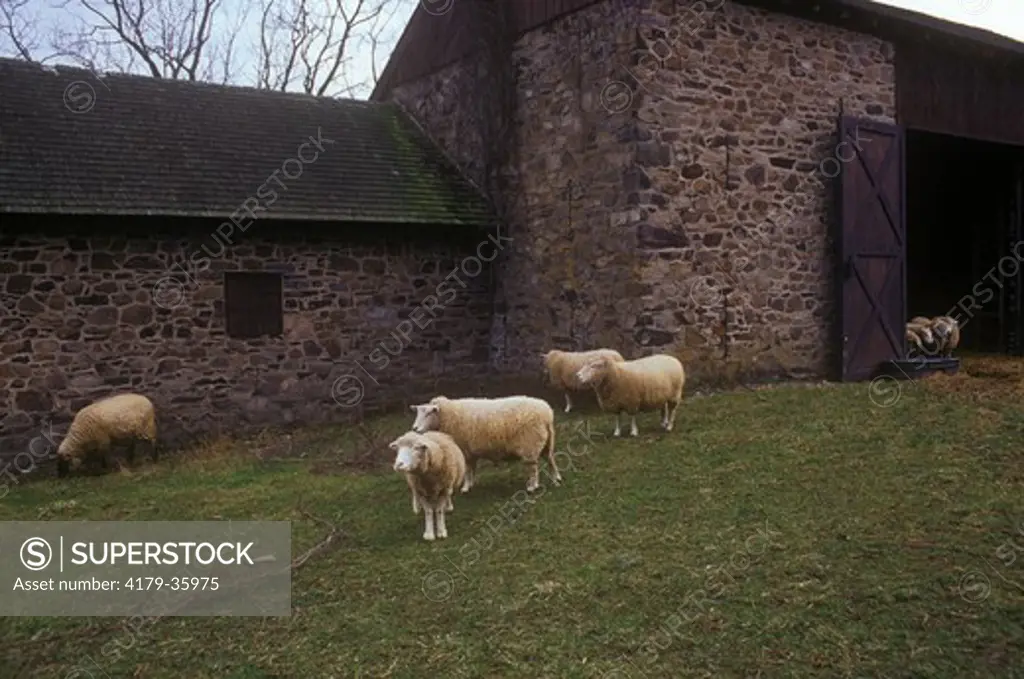 Domestic Sheep (Ovis aries) Southeast, Pennsylvania