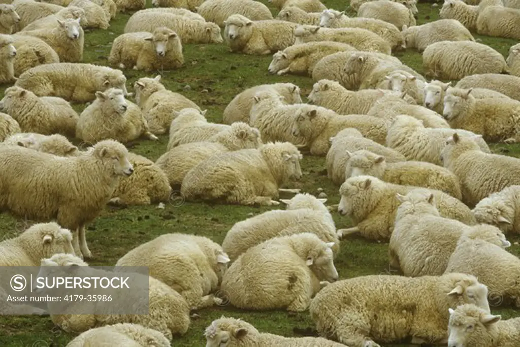 Flock of Sheep on Farm Canterbury Prov., South Island, New Zealand