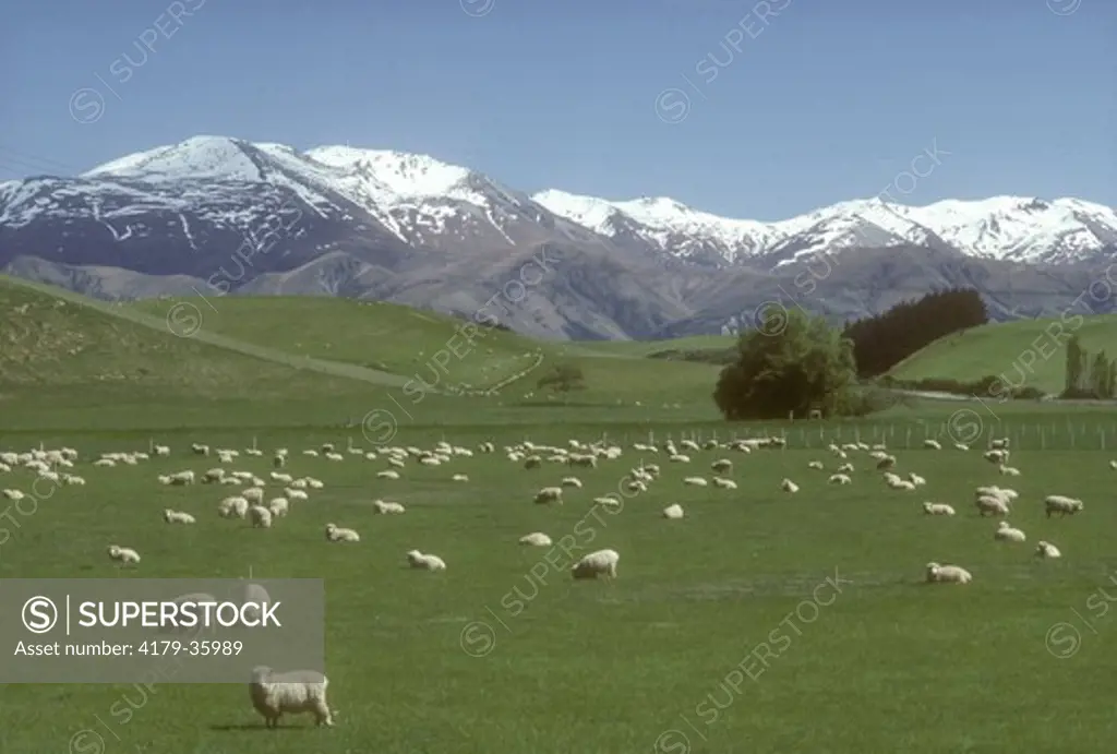 Sheep Ranch New Zealand