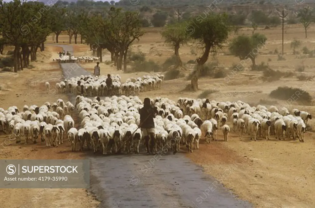 Sheep on rural road in Rajastan Province, India, March