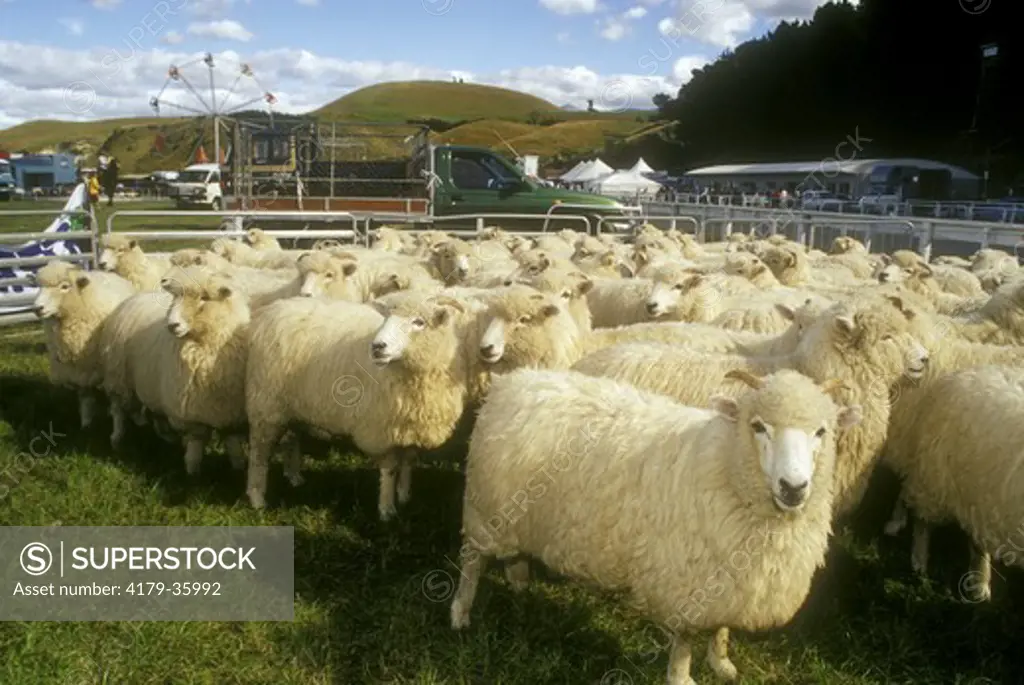 Herd of Drysdale Sheep, popular Carpet Wood Breed, Kalkoura A & P Show, NZ