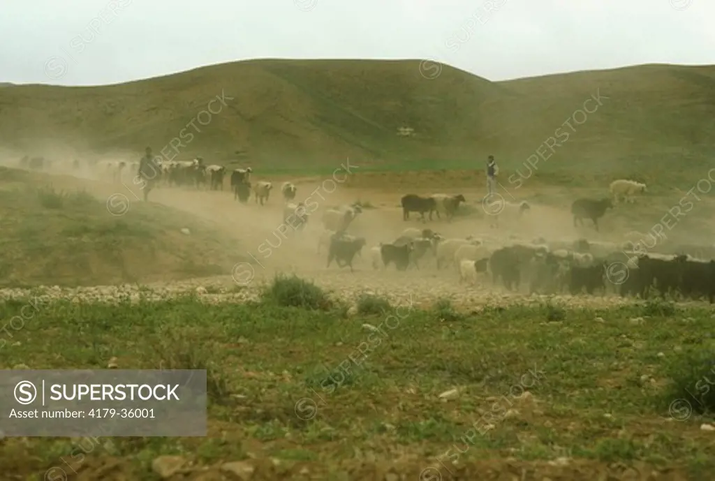 Herd of Sheep and Goats, north of Shiraz, Iran
