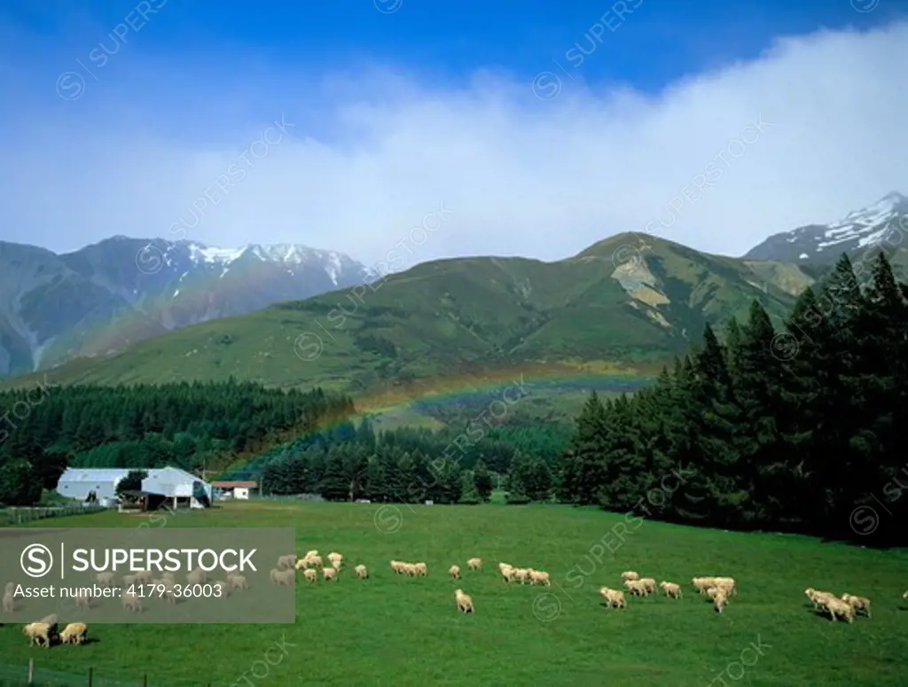 Rainbow and Sheep, Mt. Cook NP, New Zealand