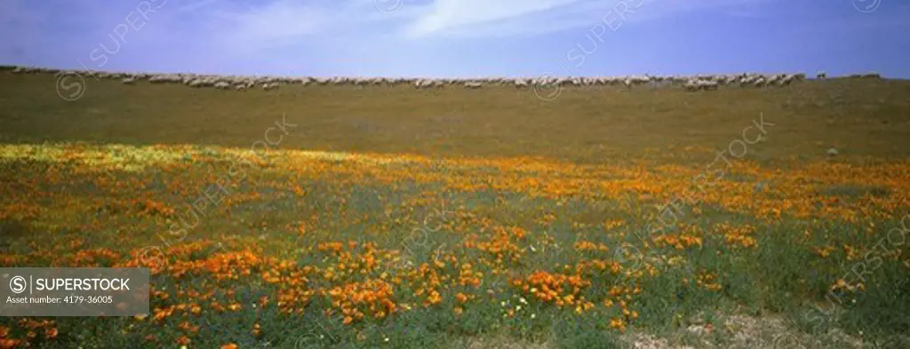 Dense field of California Poppy (Eschscholtzia californica). Flock of sheep grazing on adjacent hillside. Antelope Valley California Poppy State Reserve, California