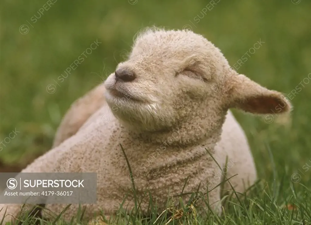 Southdown Lamb      Sleeping Domestic WA