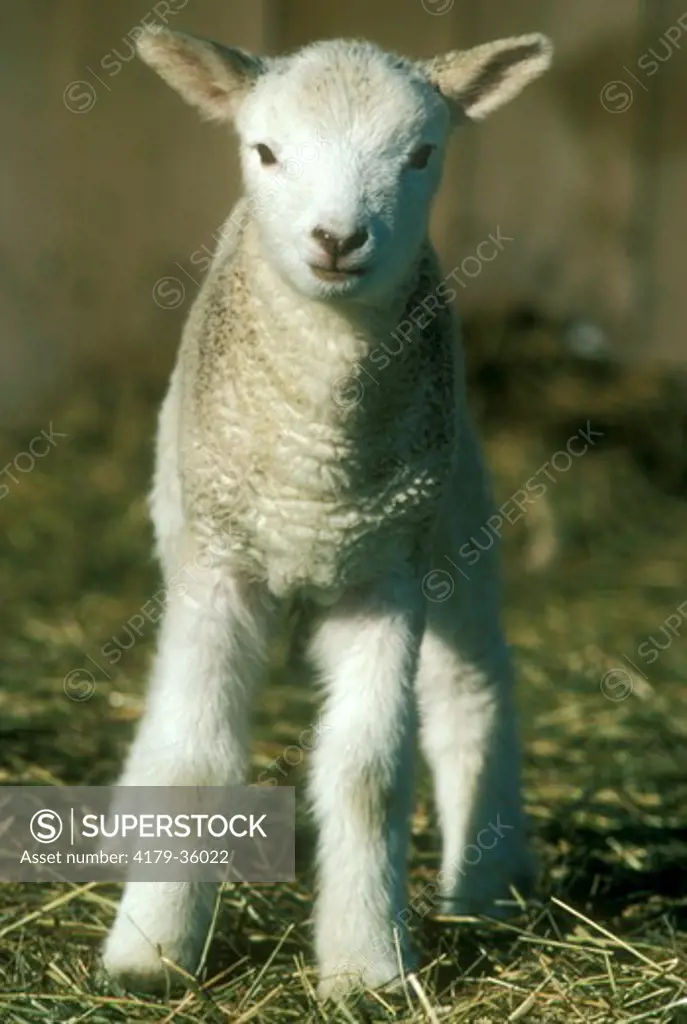 Lamb, Vermont