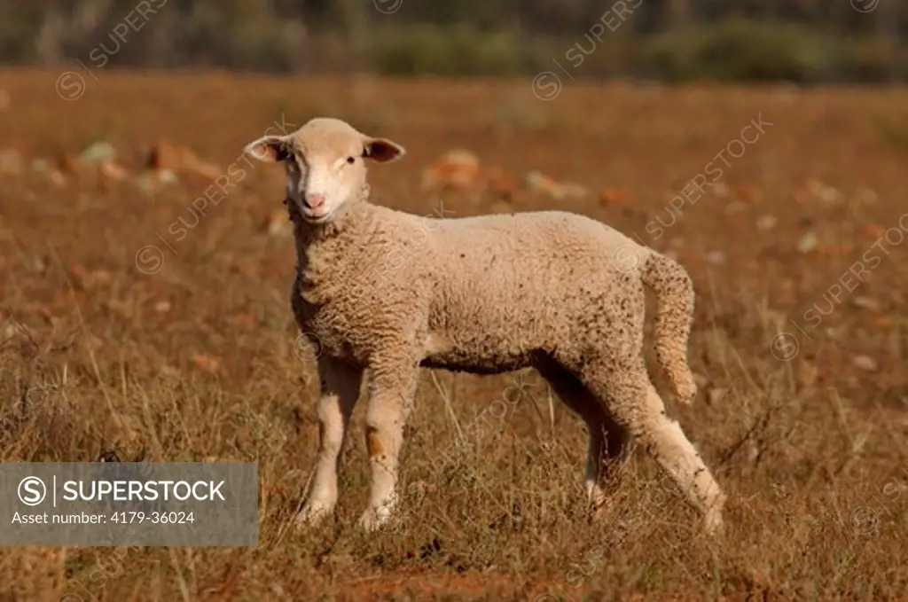 Young Domestic Sheep Merinos (Ovis aries) in alert. Flinders, South Australia