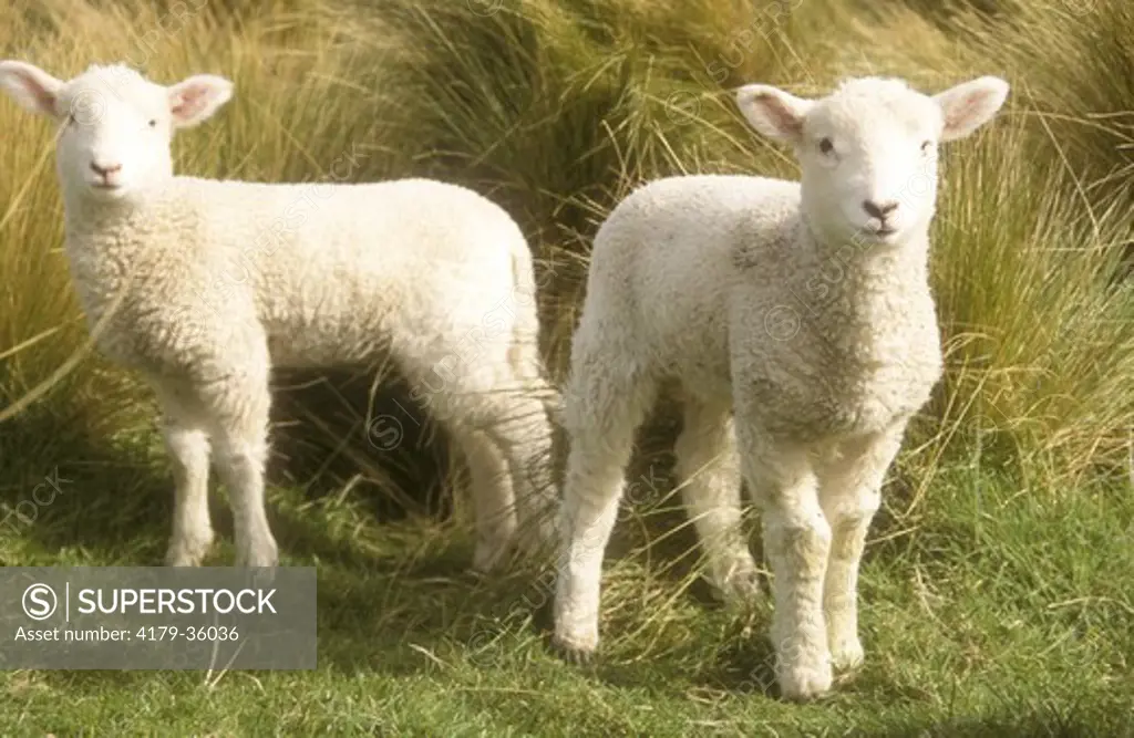 New Zealand Romney Lambs, self sufficient Breed, Christchurch, NZ
