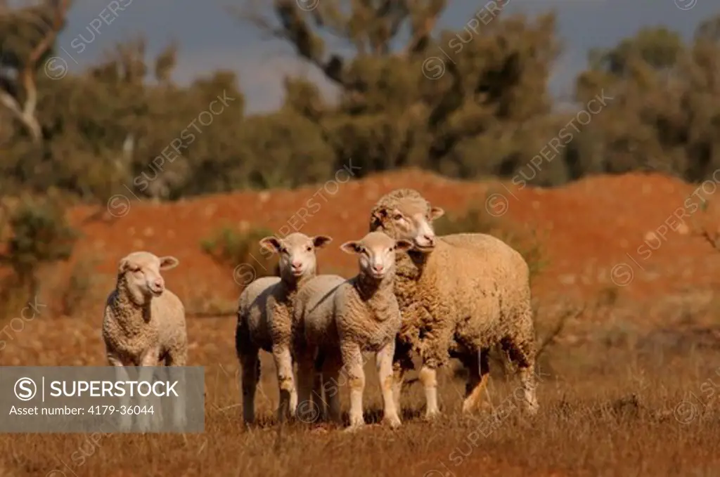 Domestic Sheep Merinos (Ovis aries). Biotop of Little Corella (Cacatua sanguinea). Flinders, South Australia