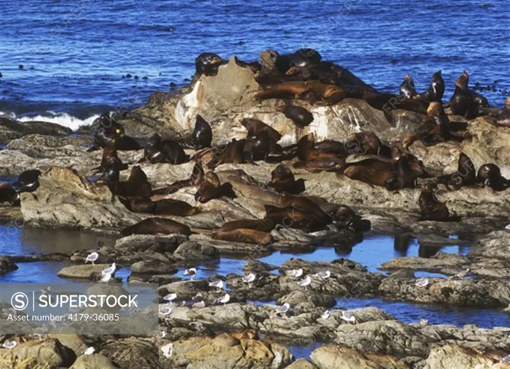 California Sea Lions (Zalophus californianus) on Shell Island, Cape Arago, OR