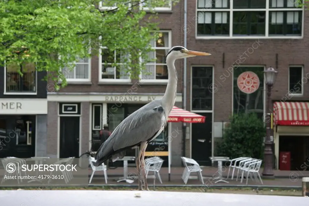 Blue Heron, Amsterdam, Holland Spring, 2005 urban, civilization