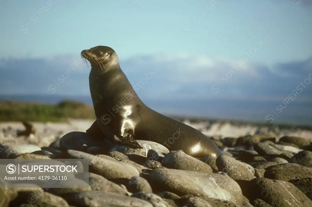 Galapagos Sea Lion (Zalophus californianus wollebacki) Galapagos Is.
