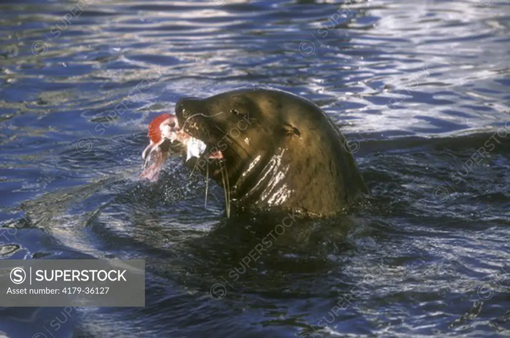 Steller or Northern Sea Lion (Eumetopias jubatus), eating fish, Seward, AK