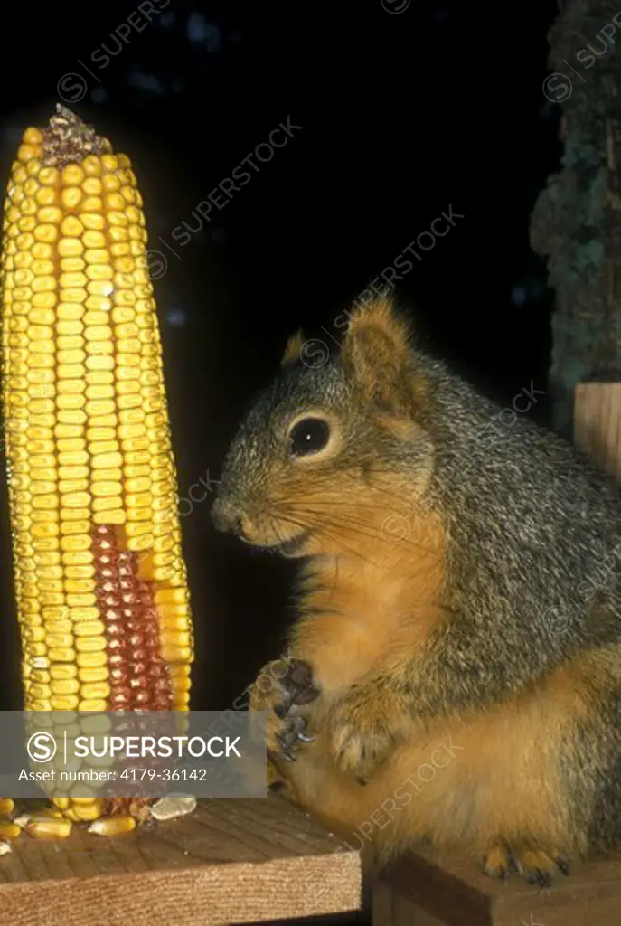 Eastern Fox Squirrel eating corn at feeder (Sciurus niger)