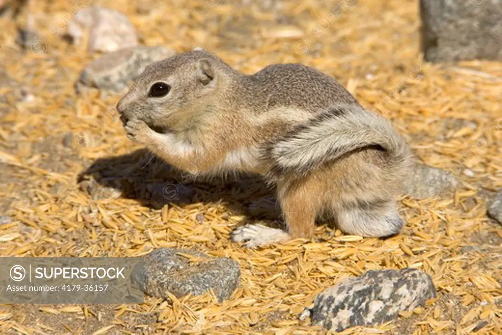 Male White-tailed Antelope Ground Squirrel (Ammospermophilus leucurus),  Deep Canyon, Riverside County, California, USA