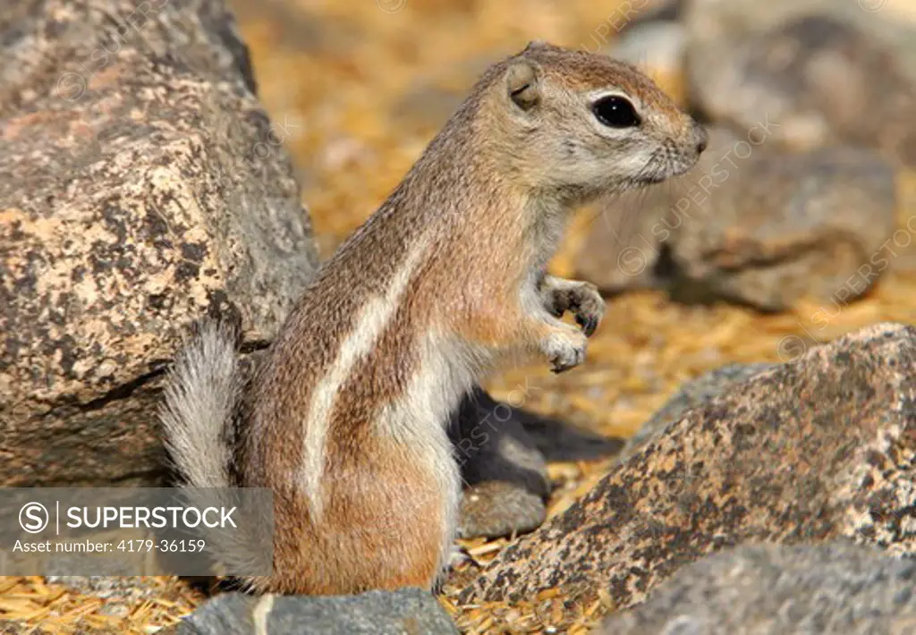 White-tailed Antelope Ground Squirrel (Ammospermophilus leucurus),  Deep Canyon, Riverside County, California, USA