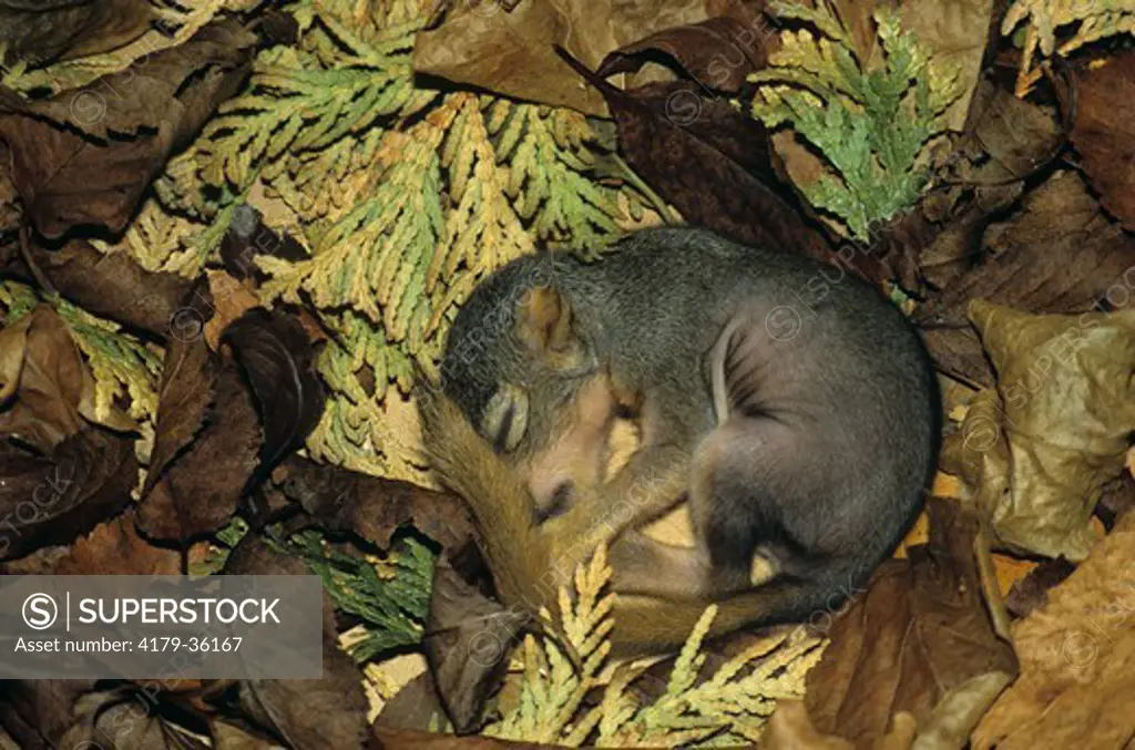 Eastern Fox Squirrel Baby Sleeping (Sciurus niger)